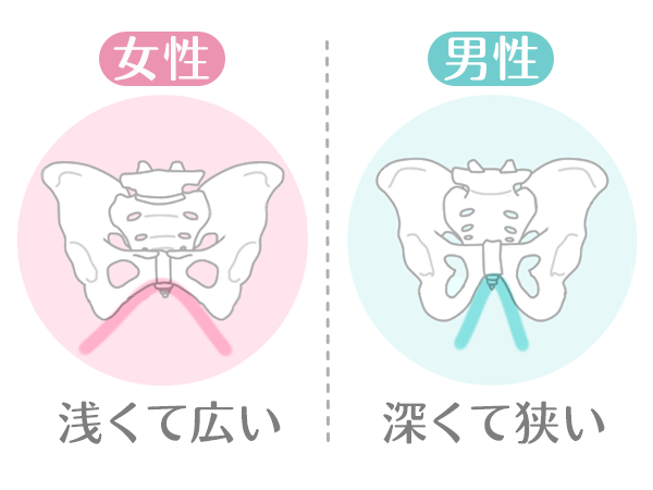 男女骨盤の違い女性浅くて広い男性深くて狭い
